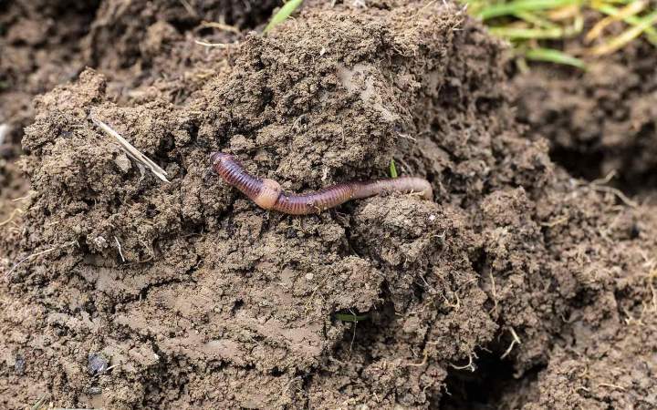 Pest Control Montreal