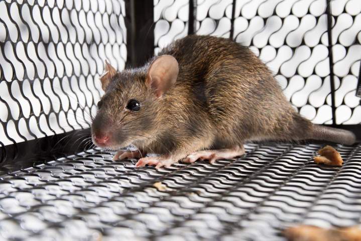 Extermination souris et rongeurs Montréal