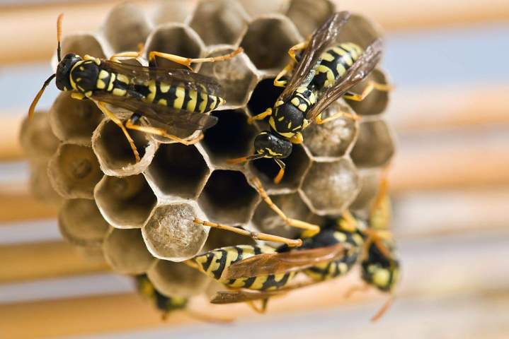 Destruction nid de frelons Montréal