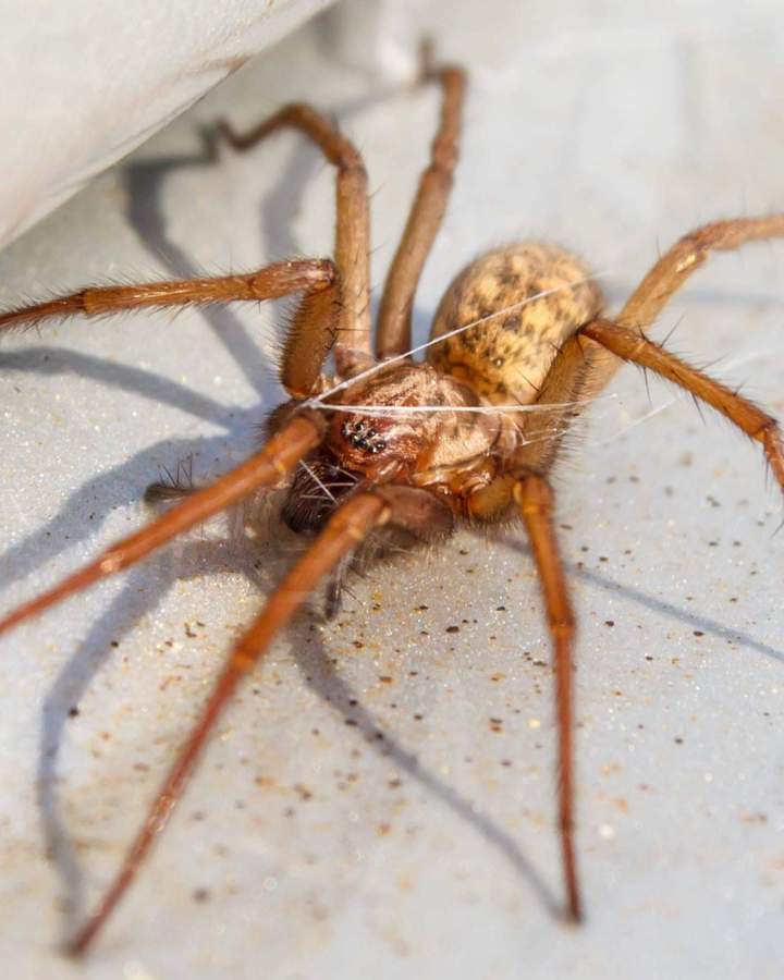 Pest Control Montreal