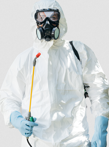 Quels sont les indices d’une infestation de punaises de lit ? Montréal