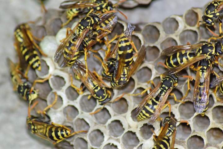 Wasp treatment Montreal
