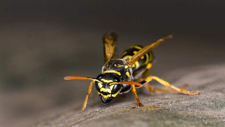 Extermination de frelons Montréal