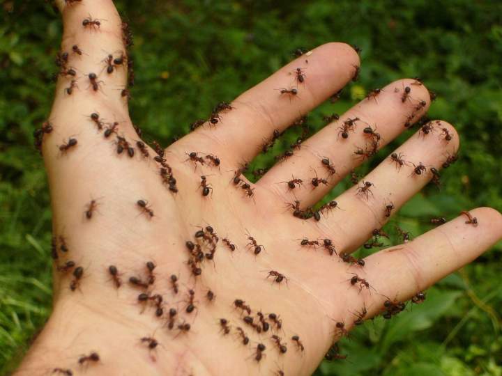 hans ants 4239 1280