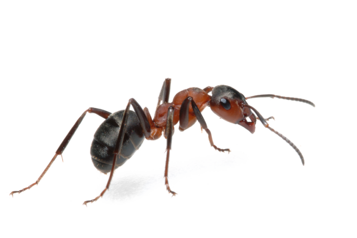 Extermination de fourmis charpentières Montréal
