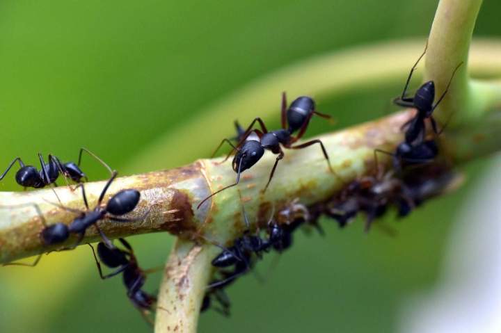 Éradication de fourmis charpentières Montréal